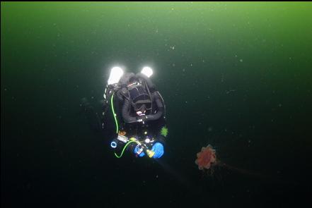 lion's mane jellyfish