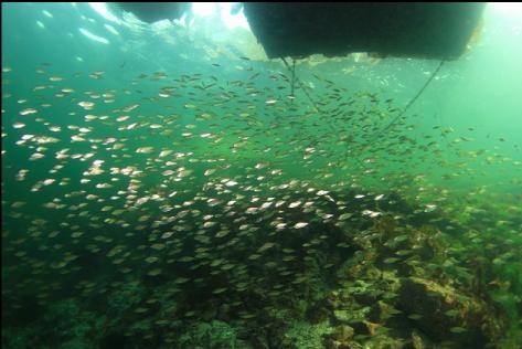 perch under the dock