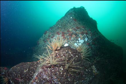 feather stars and crimson anemones