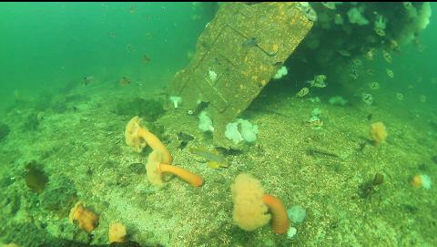 fish and anemones around the rudder