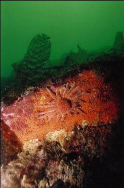 SEA STAR AND COLONIAL TUNICATES