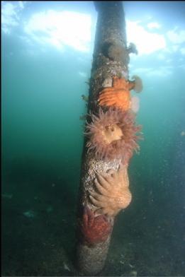 seastars and anemones on piling