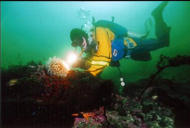 FISH-EATING ANEMONE