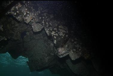 looking out from under shallow overhang