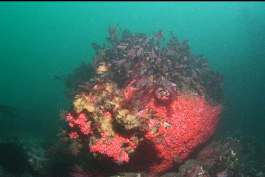 strawberry anemones on boulder