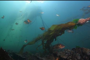 perch and rockfish in bay