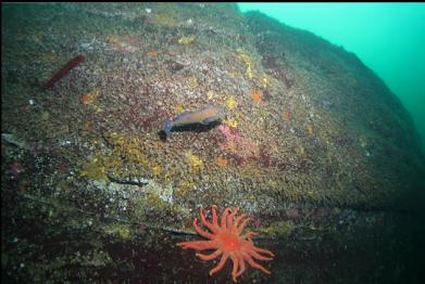 sunflower star and kelp greenling on wall