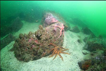 seastars near the bay