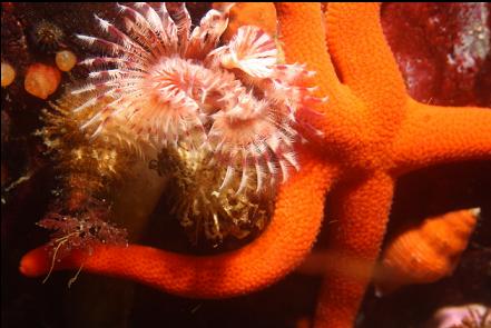 tube worms and seastar