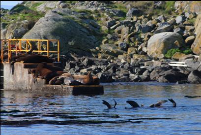 sealions on dock