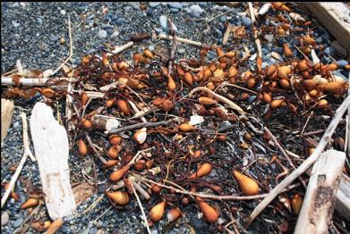 dried  giant kelp on beach