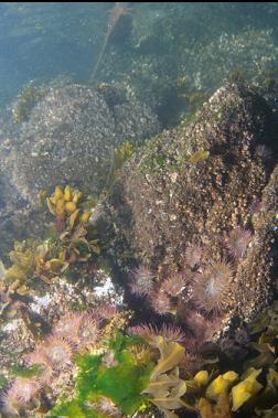 anemones under boat