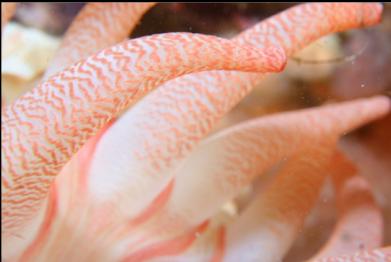 crimson anemone tentacles