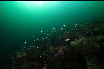 school of perch
