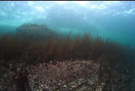 sargassum seawead in the shallows
