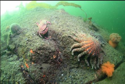 red rock crab near the top of the wall