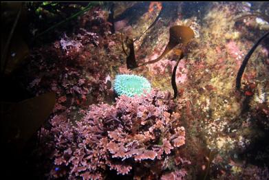 green anemone and coraline algae