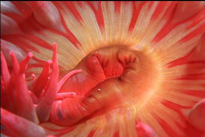 fish-eating anemone