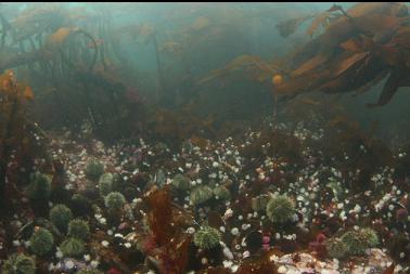 urchins, brooding anemones and kelp at north race