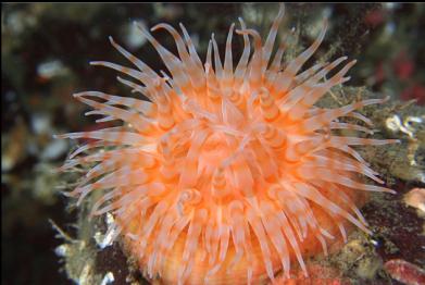 swimming anemone