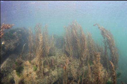 sargassum seaweed at the edge of the bay