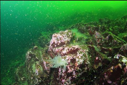 mysid shrimp school above a giant nudibranch