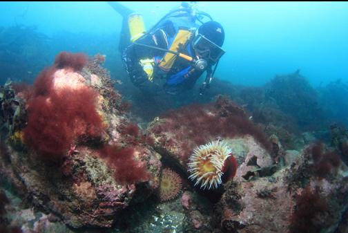 anemones in the shallows