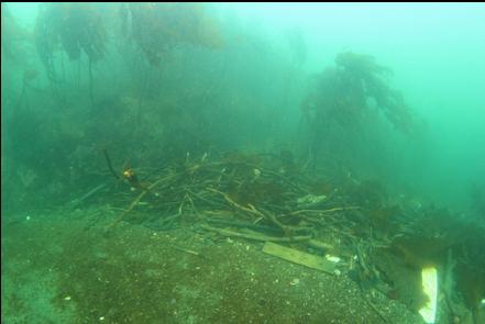 woody debris deposited by the current