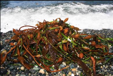 giant kelp on beach