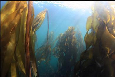 bull kelp near boat