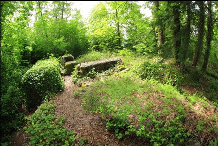 concrete foundations in the forest