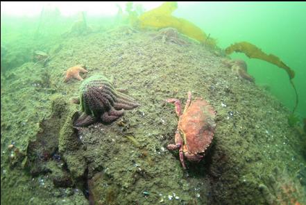 red rock crab