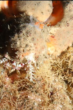 nudibranch on the head of a heart crab