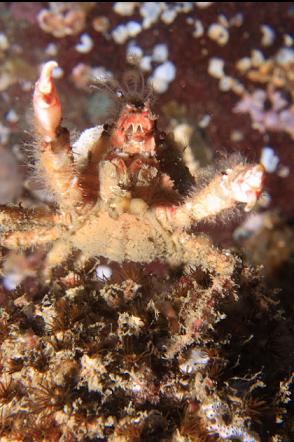 crab on cemented tube worms