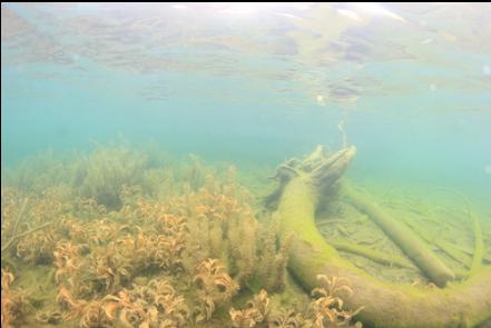 log and plants in the shallows