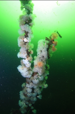 anemones on a rope