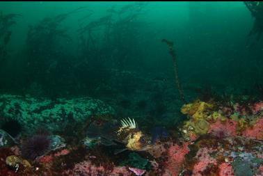 quillback rockfish at top of reef