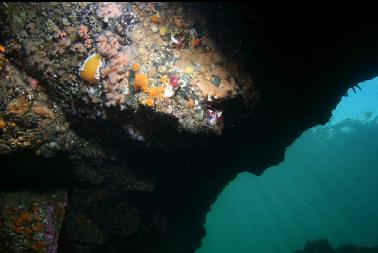 orange peel nudibranch under overhang