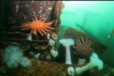 sunflower stars and plumose anemones