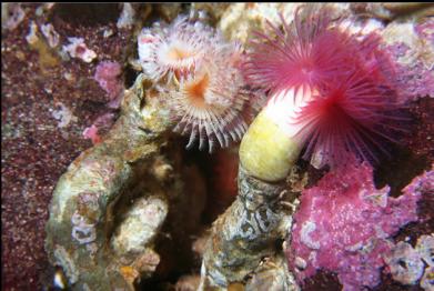 tube worms