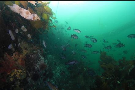 black rockfish