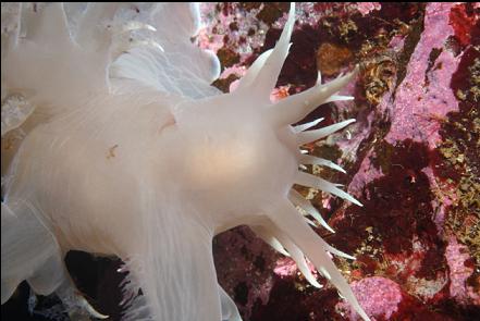 giant nudibranch