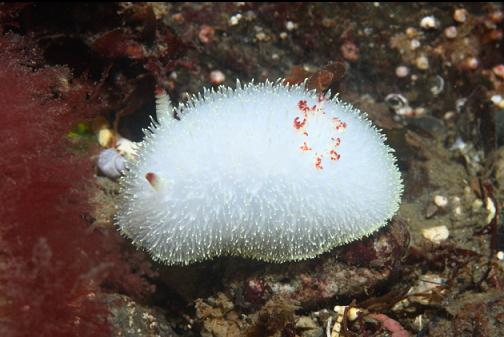 nudibranch