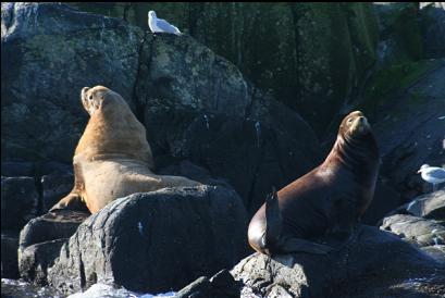 Steller on left and Californian on right