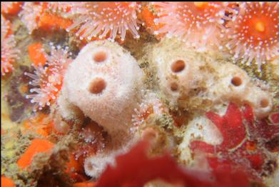 sponge and  strawberry anemones