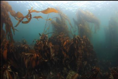 kelp with no current