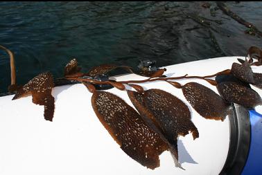 piece of giant kelp on boat