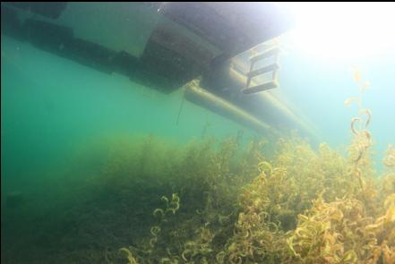 under a floating dock