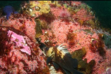 quillback rockfish