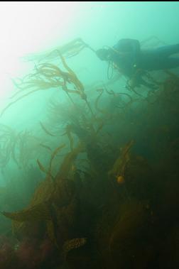 above young bull kelp